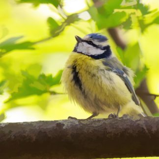 Topaz Studio - Abstraction Adjustment