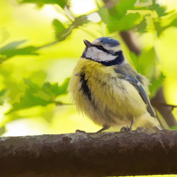 Topaz Studio - Abstraction Adjustment