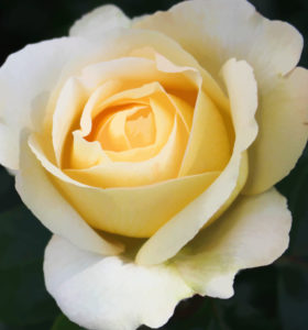 Topaz Studio - Simplify Adjustment