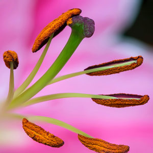 Topaz Studio - Smudge Adjustment