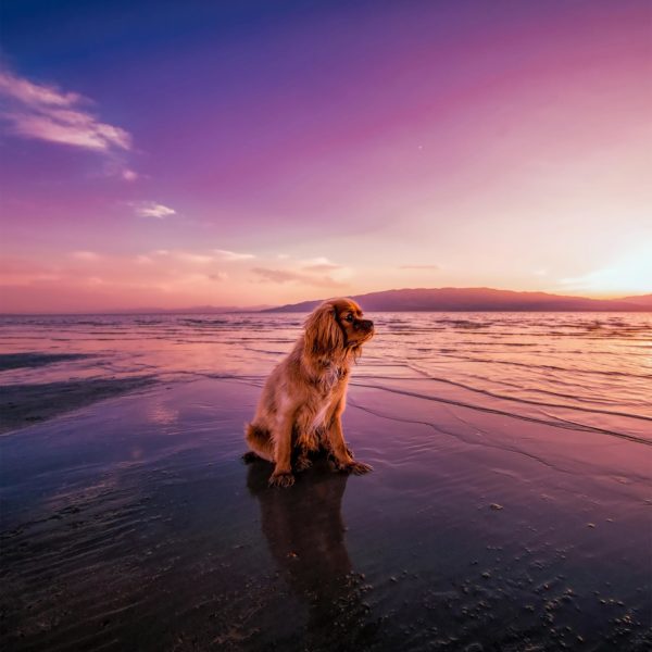 Topaz Studio - Color Theme Adjustment