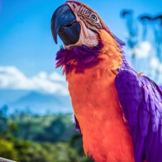 Topaz Studio - Color Theme Adjustment