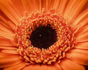 Topaz Studio - Sharpen Adjustment