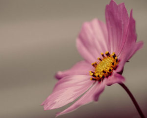 Topaz Studio - Color Overlay Adjustment