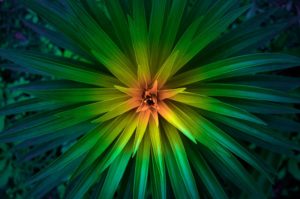 Topaz Studio - HSL Adjustment