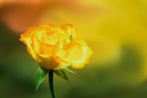 Topaz Studio - HSL Adjustment