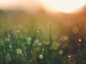 Topaz Studio - Basic Adjustment