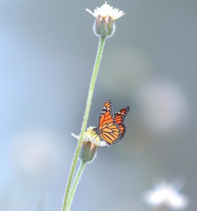 Topaz Studio - Brightness Contrast Adjustment