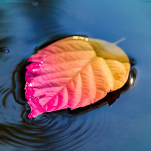 Topaz Studio - HSL Adjustment