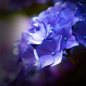 Topaz Studio - Vignette Adjustment