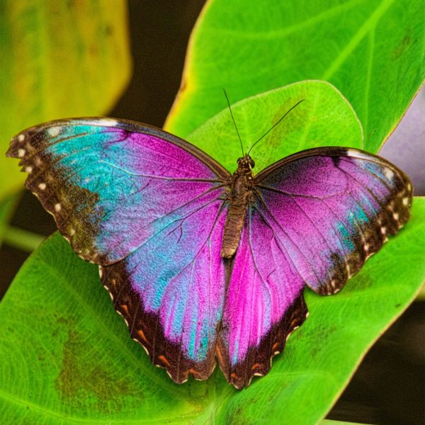 Topaz Studio - HSL Adjustment