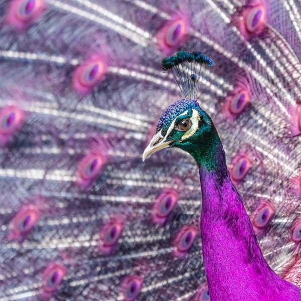 Topaz Studio - HSL Adjustment