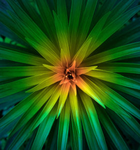 Topaz Studio - HSL Adjustment