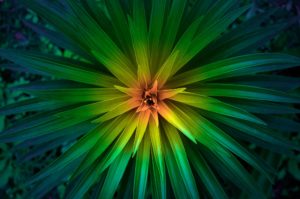 Topaz Studio - HSL Adjustment