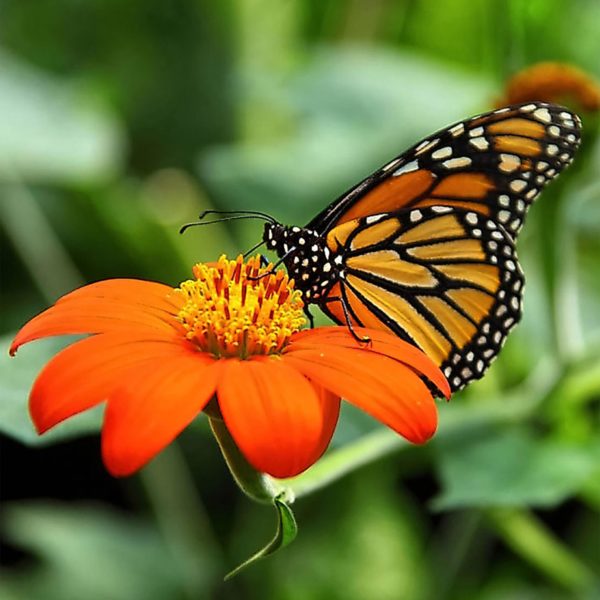 Topaz Studio - Sharpen Adjustment