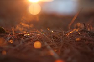 Topaz Studio - Basic Adjustment
