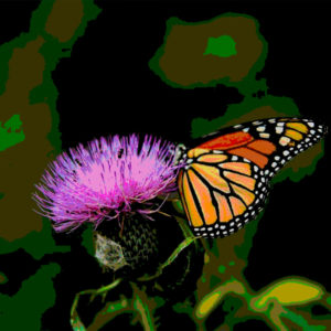 Topaz Studio - Posterize Adjustment