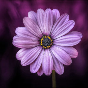 Topaz Studio - Clarity Adjustment