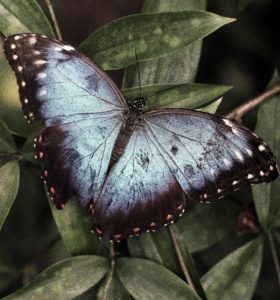 Topaz Studio - Film Grain Adjustment