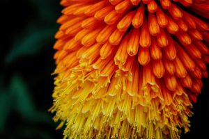 Topaz Studio - Sharpen Adjustment