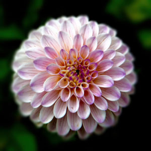 Topaz Studio - Focal Blur Adjustment