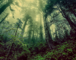 Topaz Studio - DeHaze Adjustment