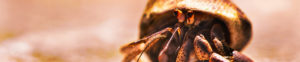 Topaz Studio - Color Theme Adjustment