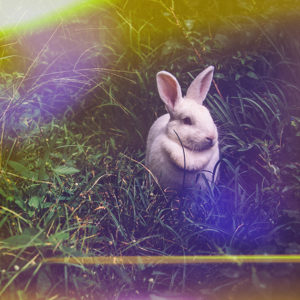 Topaz Studio - Texture Adjustment