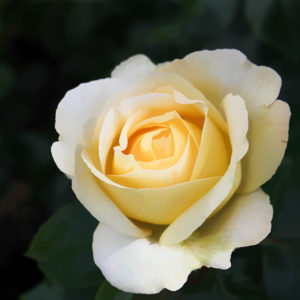 Topaz Studio - Simplify Adjustment