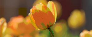 Topaz Studio - Posterize Adjustment