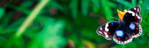 Topaz Studio - Brightness Contrast Adjustment