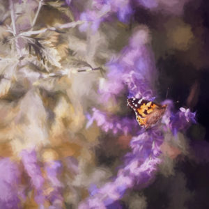 Topaz Studio - Impression Adjustment