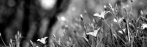 Topaz Studio - Black and White Adjustment