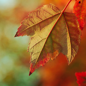 Topaz Studio - Brightness Contrast