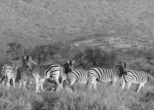 Topaz Studio - Black and White Adjustment