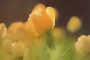 Topaz Studio - Impression Adjustment