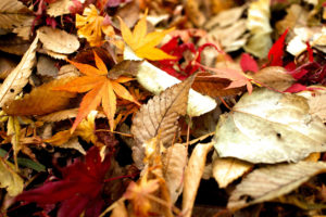 Topaz Studio - Brightness Contrast Adjustment