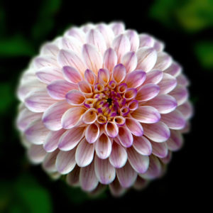 Topaz Studio - Focal Blur Adjustment
