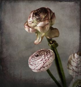 Topaz Studio - Texture Adjustment