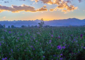 Topaz Studio - Tone Curves Adjustment