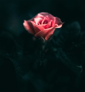 Topaz Studio - Tone Curves Adjustment