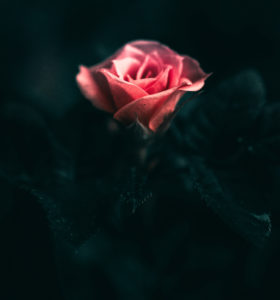 Topaz Studio - Tone Curves Adjustment