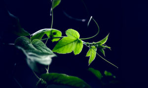 Topaz Studio - Brightness Contrast Adjustment