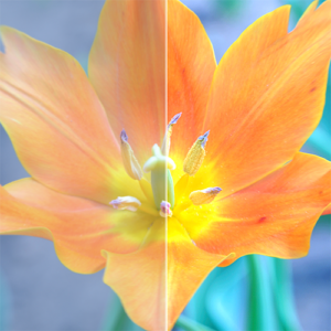 Basic Adjustment: Before and After