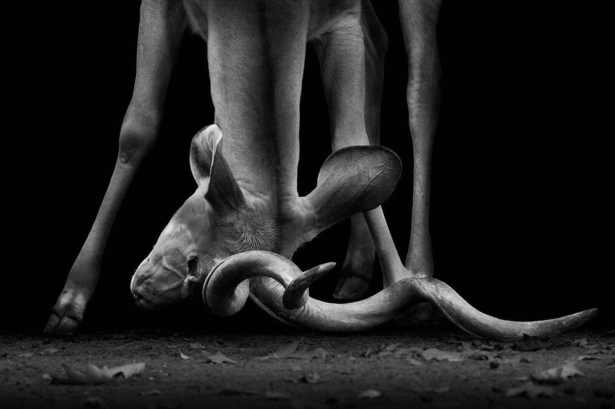 head_stand