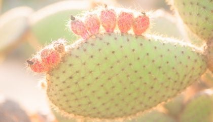 _Cactus-Pastel