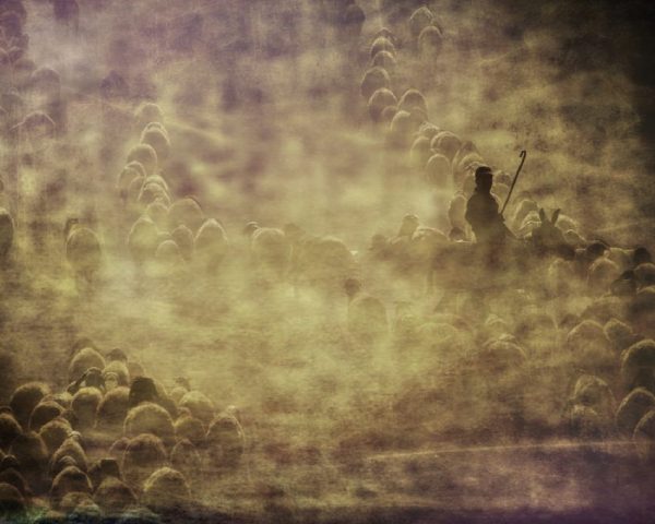 animals-bitlis-dirt-after3