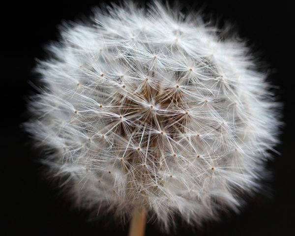dandelion-thumb-after