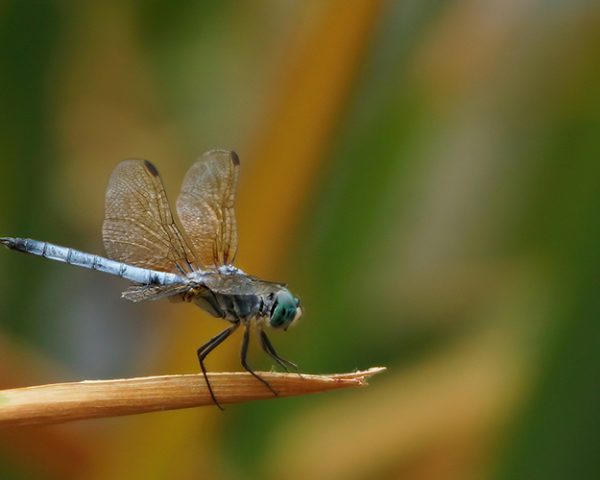 gary-lamott-seahorse-3-after