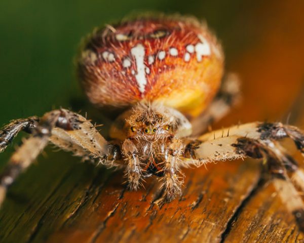 spider-closeup-after